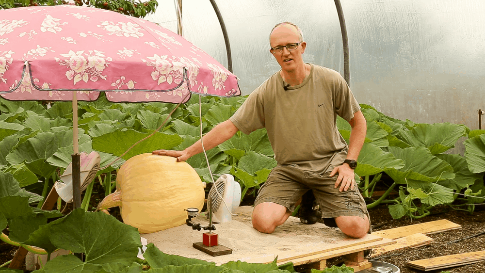 Kim og kæmpegræskar