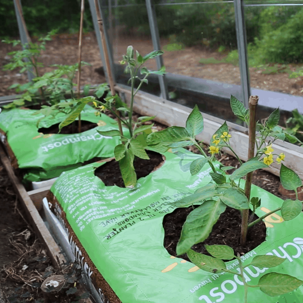 Tomater i plantesæk i drivhuset