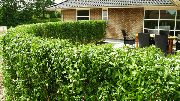 Hækmuld til dine nye fine hækplanter Champost.dk