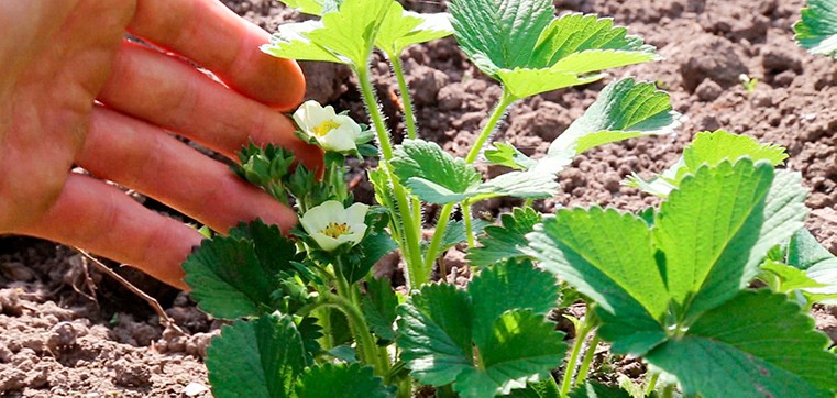 Jordbær med blomster