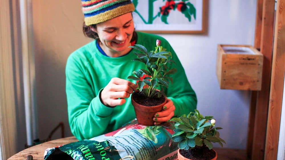 Julerose med TagTomat