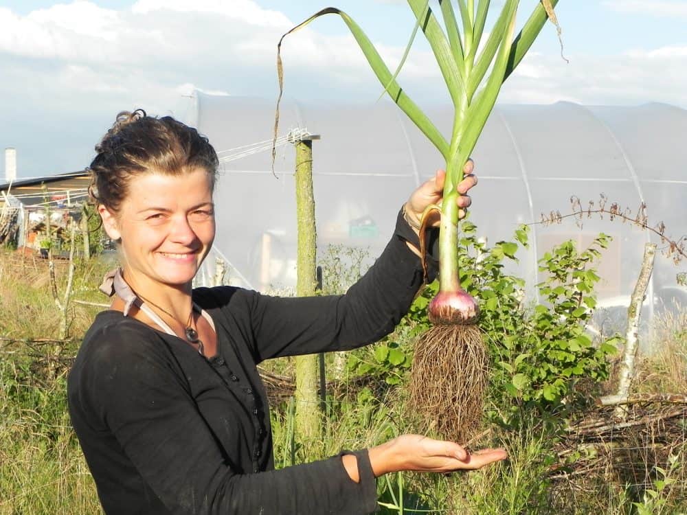 Permakultur løg dyrk uden at grave