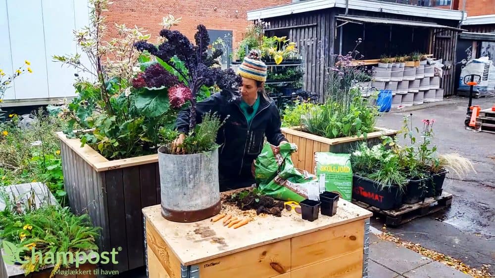 Efterårs krukke planteskolejord tagtomat