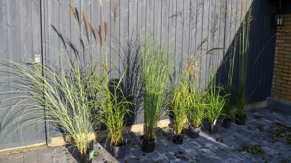 Prydgræs op af grå trævæg