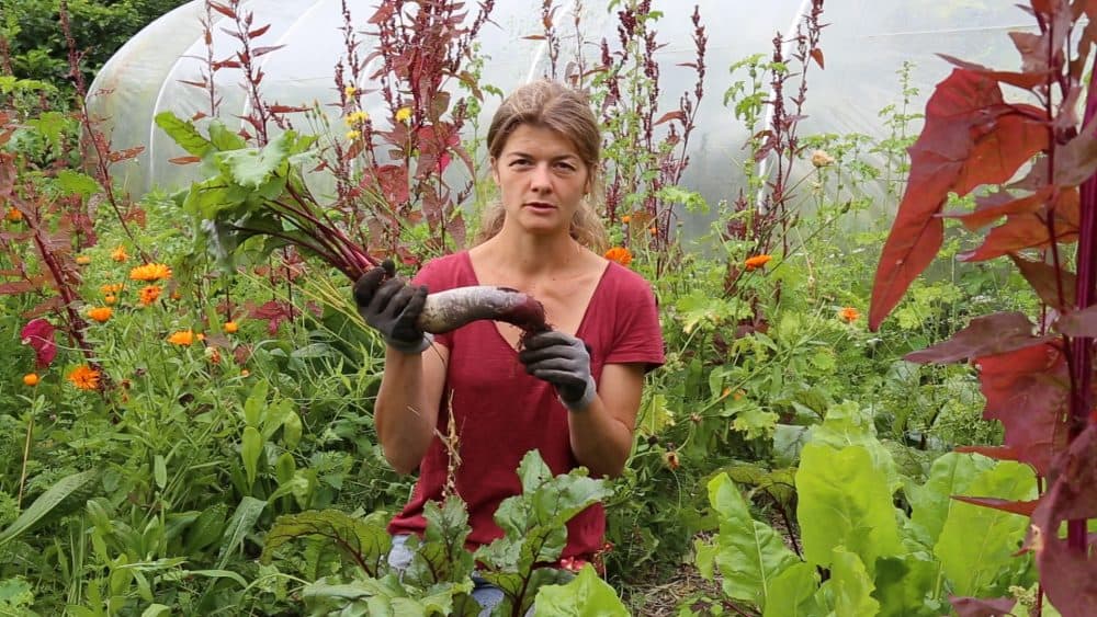 Rødbeder uden at grave med jordforbedring
