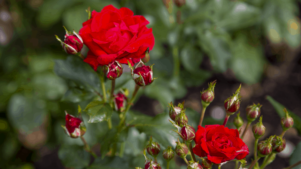 Røde roser