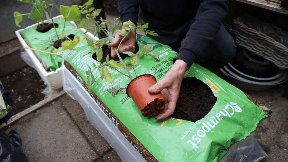 Plant tomatplante vandret i plantesækken