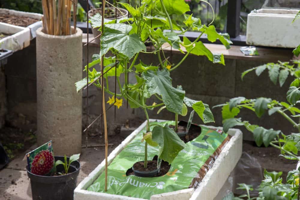 Drivhus plantesække tomater