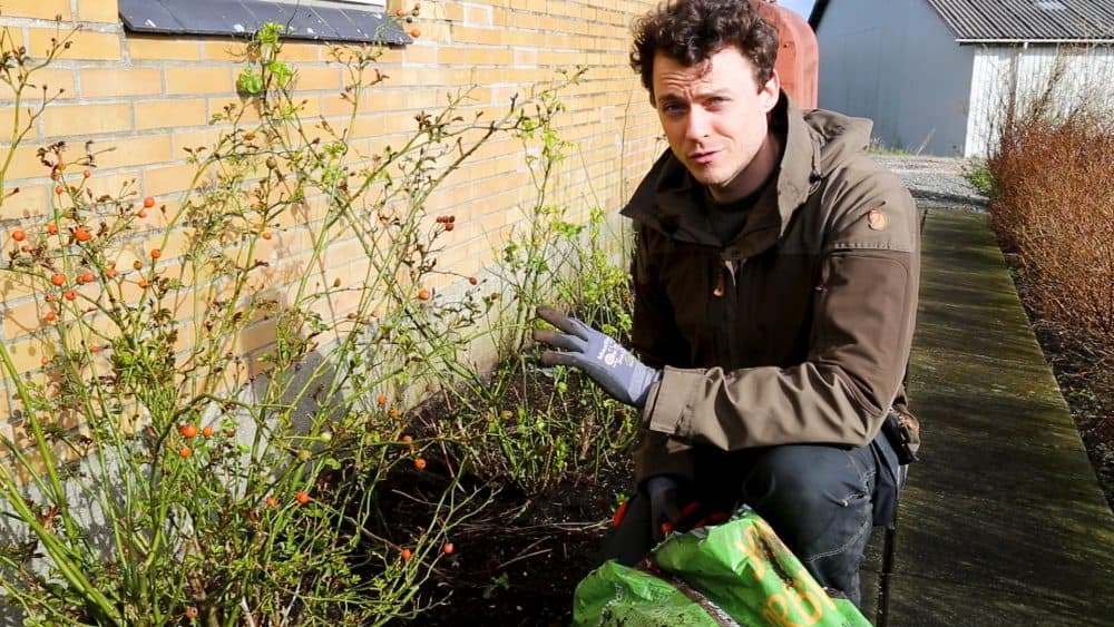 Henrik beskær roser