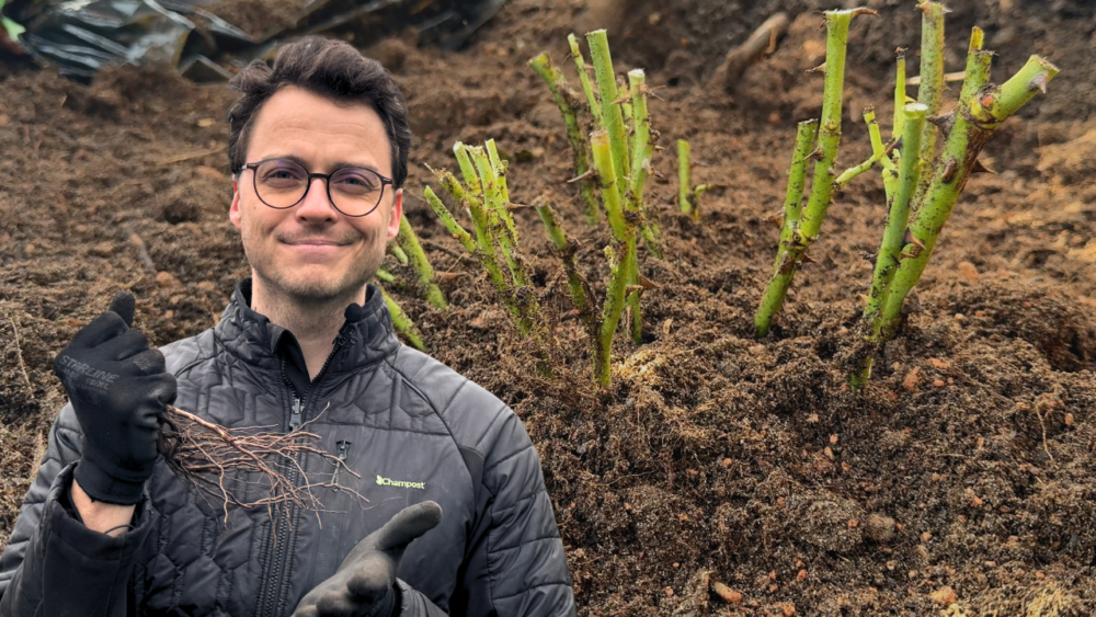 Henrik fra Champost holder en barrodsrose og står ved nyplantede barrodsroser i et rosenbed klar til plantning
