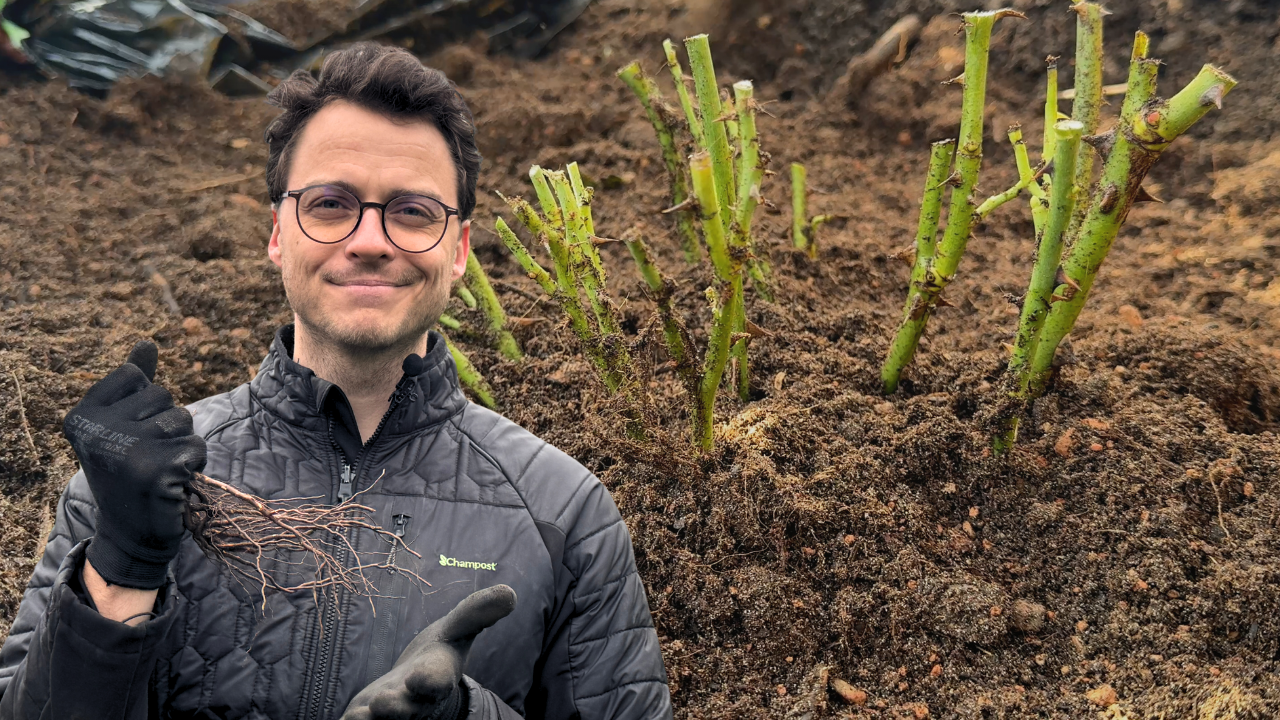 Sådan planter du barrodsroser – den komplette guide - Champost.dk