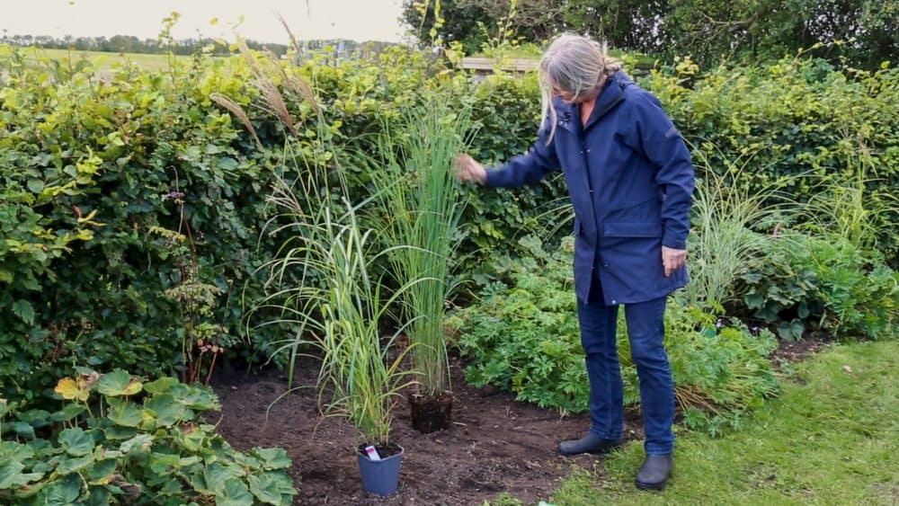 prydgræs i staudebed