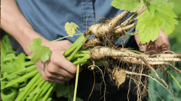 Champost.dk - Møglækkert til haven