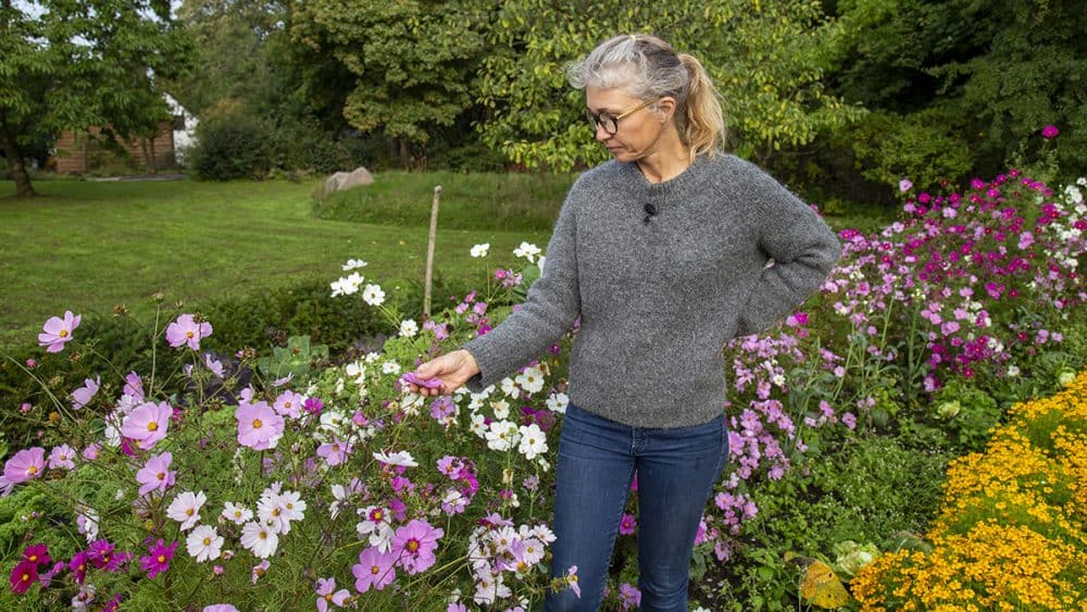 Janne køkkenhave blomster