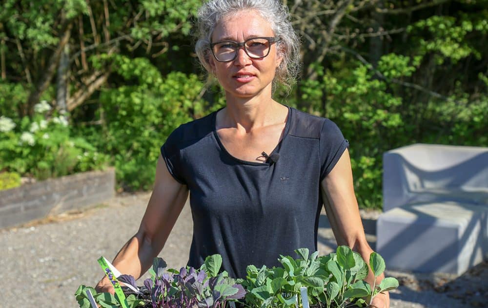 Janne og kål planter