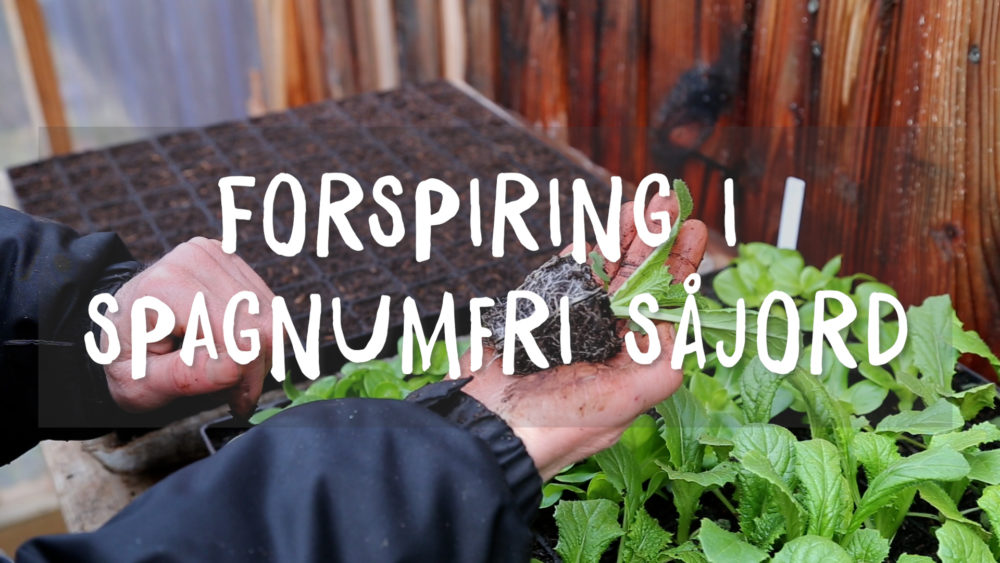 Forspiring i spagnumfri såjord