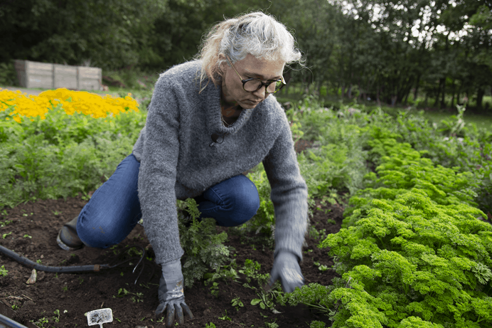 Jannes køkkenhave efterår