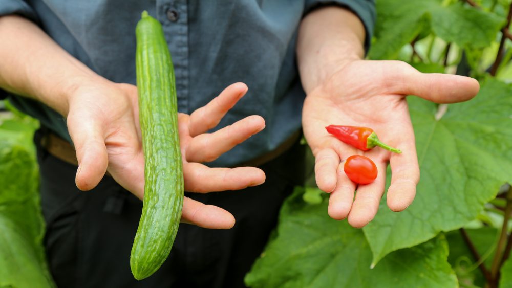 Henrik fra Champost med agurk og tomater.