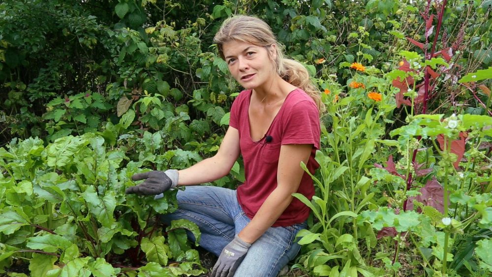 permakultur rødbeder