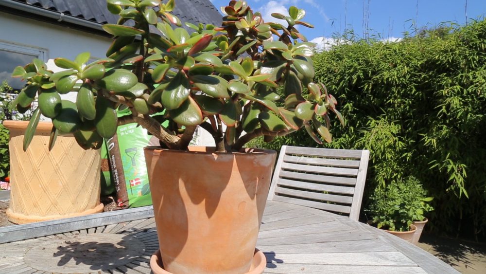 Omplante potter med Champost Pottemuld