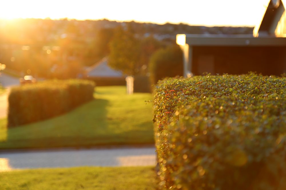 Hæk efterår solnedgang