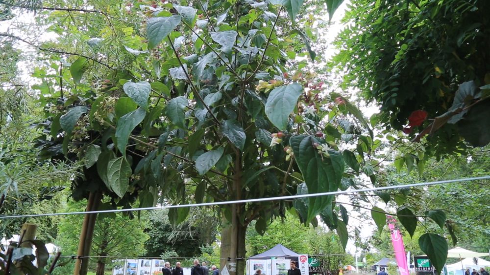 Skæbnetræ Lundhede Planteskole
