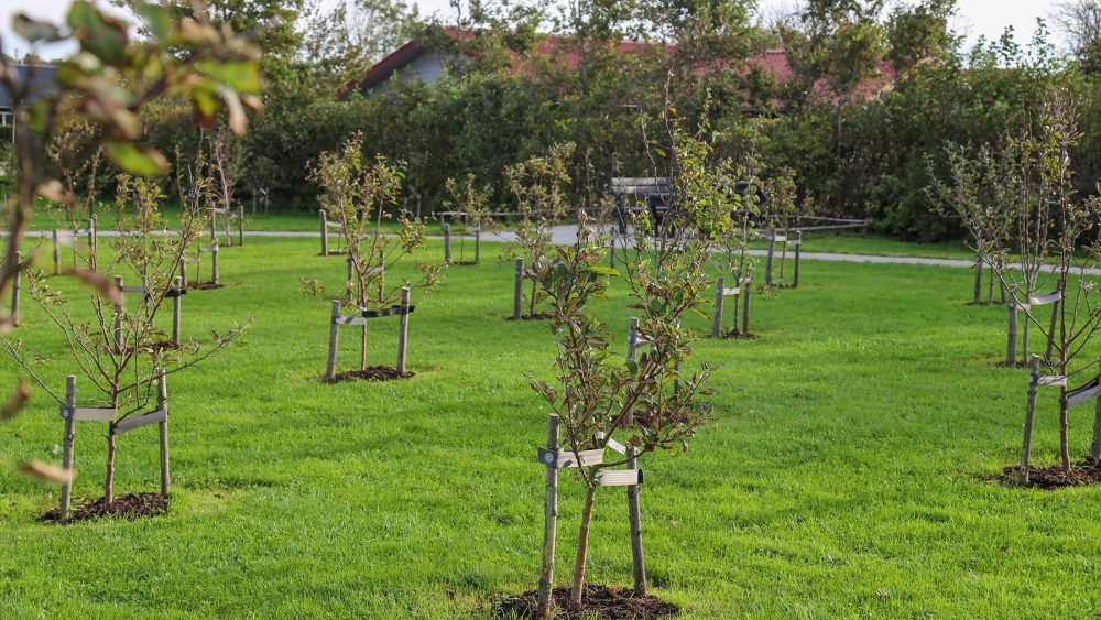 Åbakkens Økologiske Frugthave