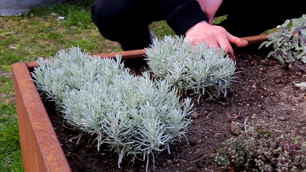 udkansk urter i højbed