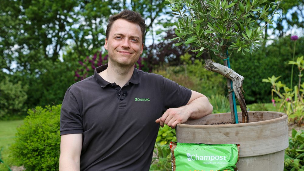 henrik spagnumfri sommer miniature