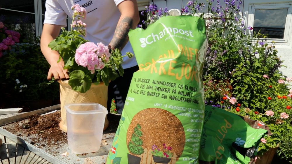 Udkansk pelargonie, spagnumfri krukkejord, krukke og potte