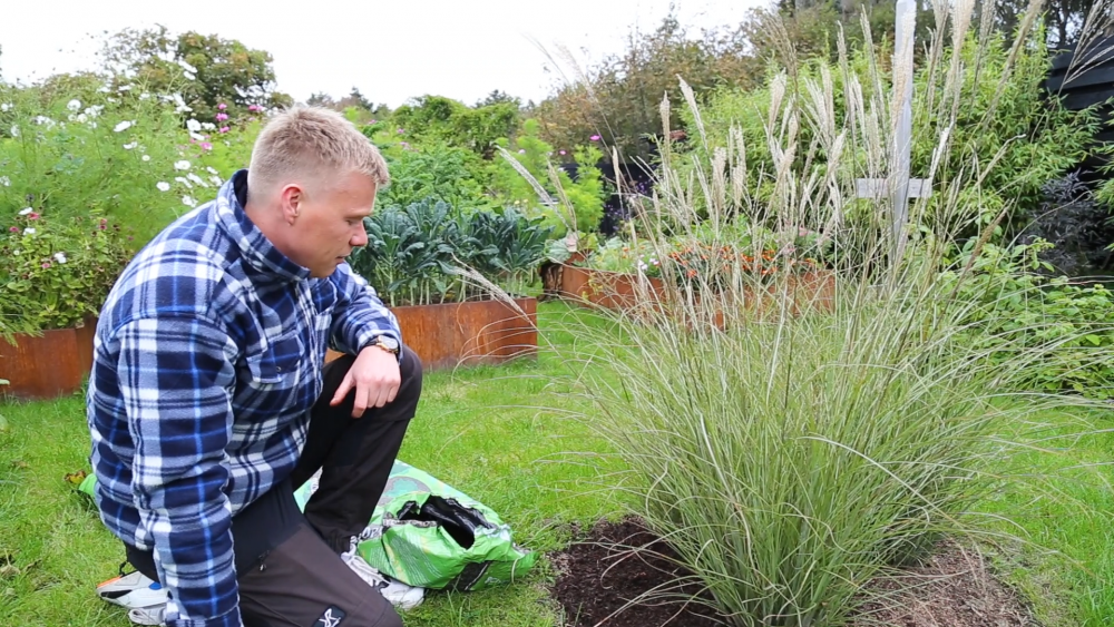 Udkansk jordforbedring ved græsser