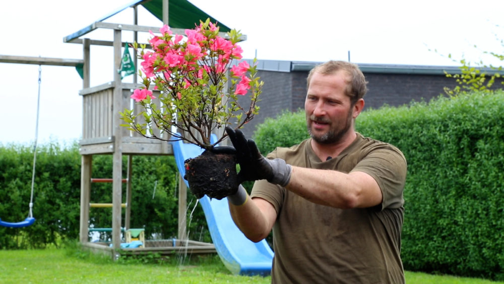 Mand står og viser rodnet på en surbundsplante