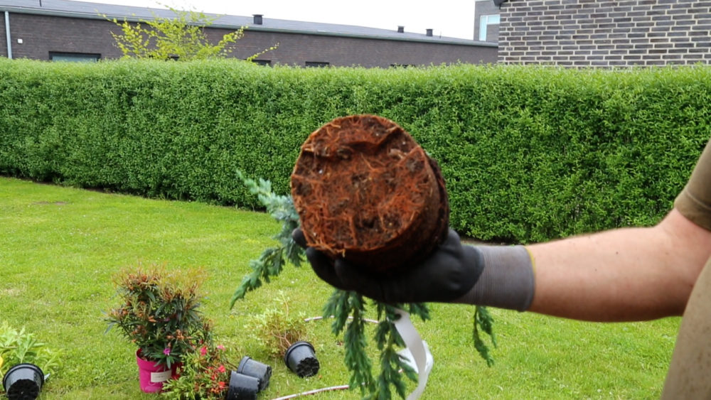Henrik tjekker plante Røder.