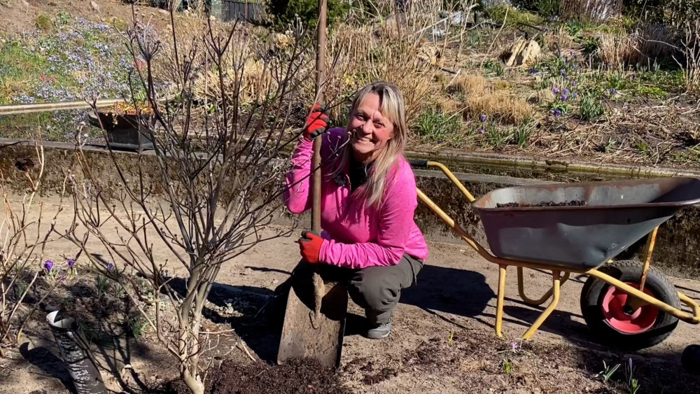 Haven i Hune planter et Cornus Kousa træ