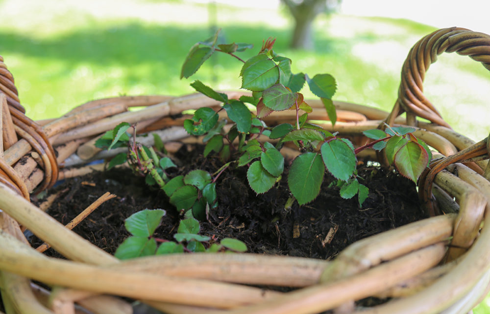rose plantet i flettet krukke med rosenjord og jordforbedring