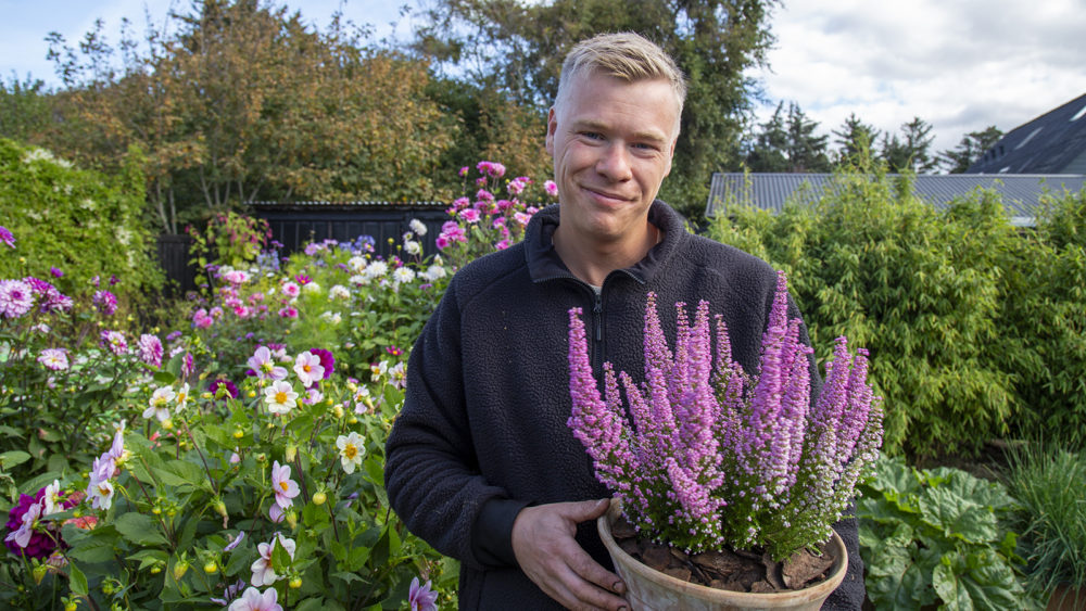 Frede fra Udkansk og lyserød lyng i krukke om efteråret