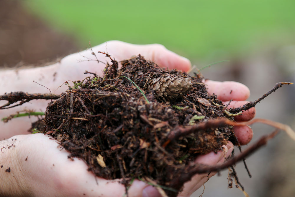 Henrik skovjord i hænder Champost