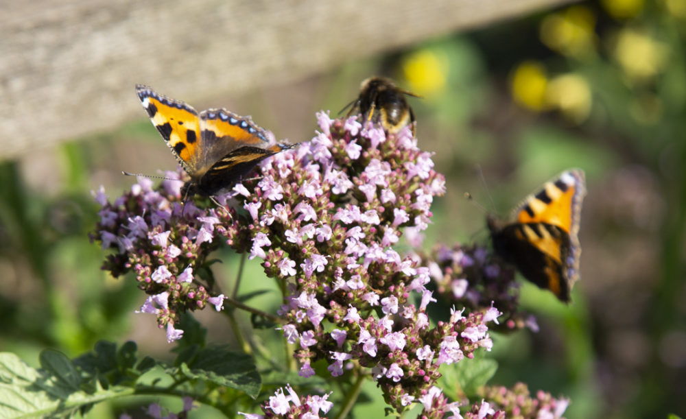 Sommerfuglebusk med sommerfugle og bier