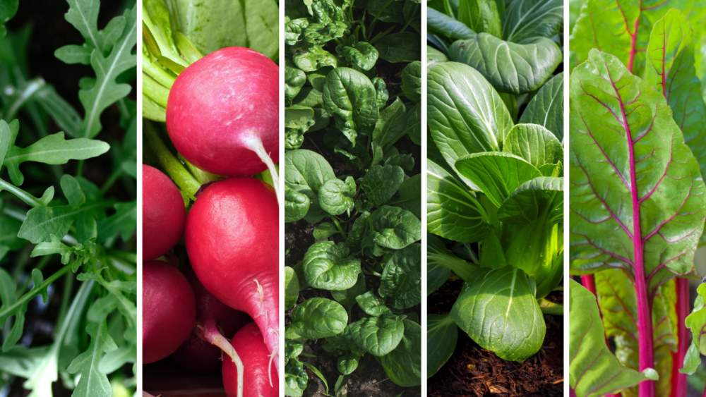 Fem grøntsager du kan så i august: Rucola, radise, spinat, pak choi, bladbede