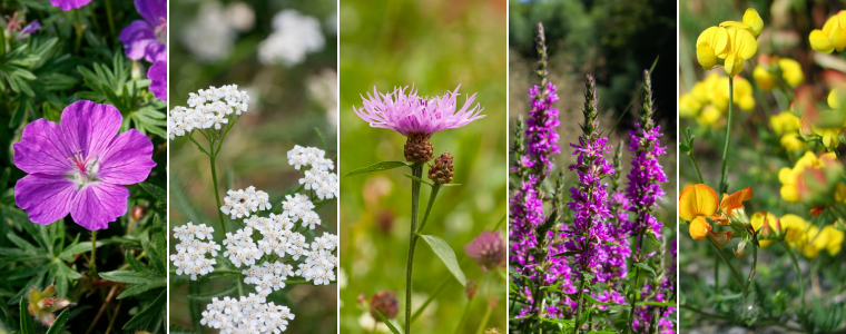 Hjemmehørende planter til biodiversitet