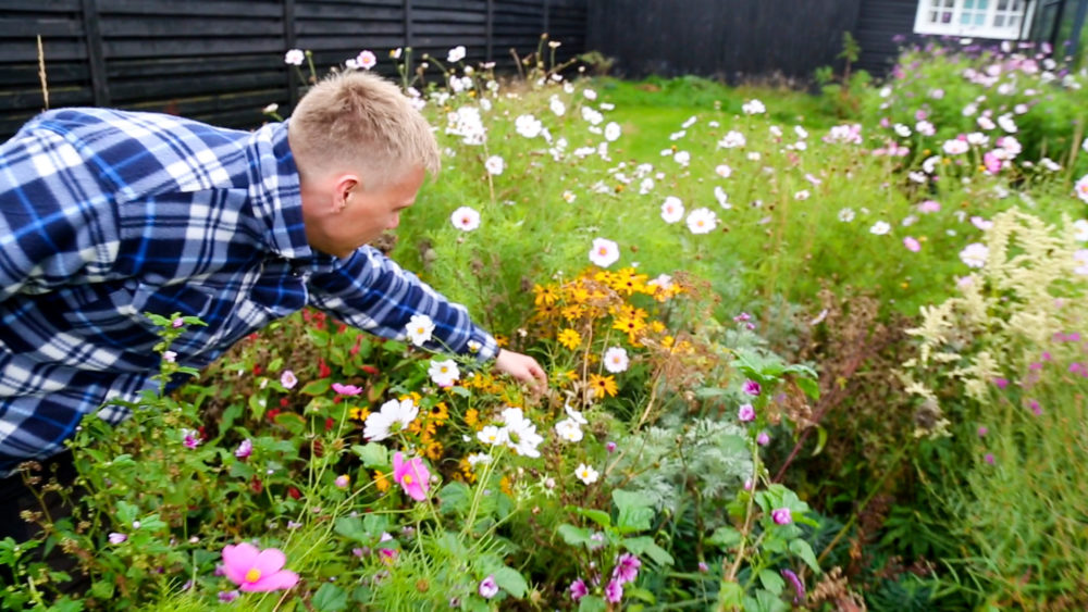 Udkansk samler frø og deler stauder