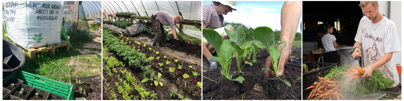 Soldug dyrker økologiske grøntsager fra frø til færdig plante