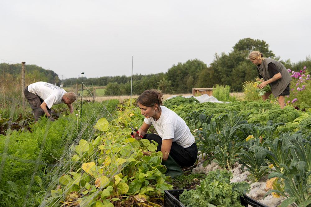 Jordbruget Soldug dyrker jord på naturens præmisser.