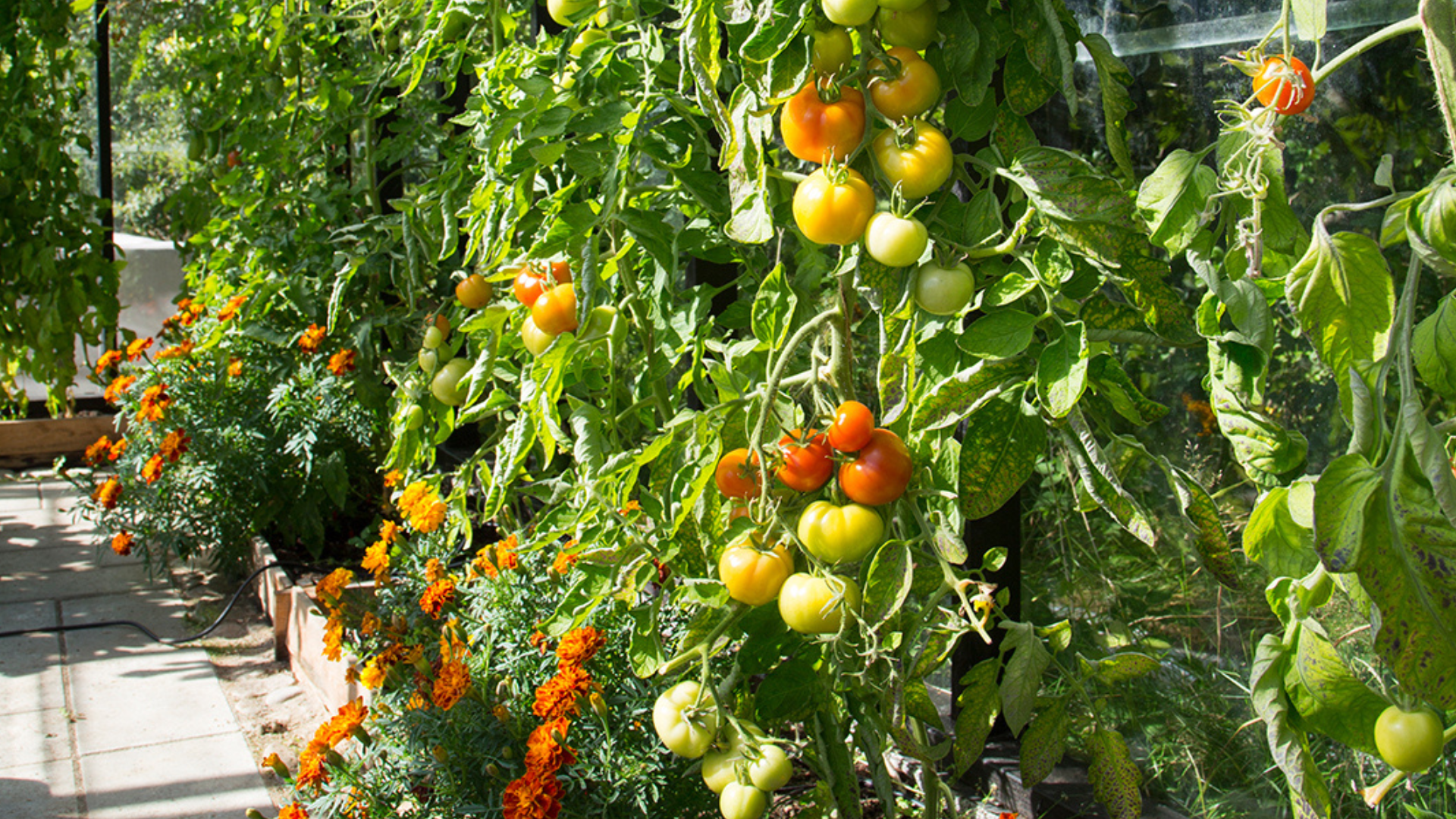 Drivhusblanding til økologisk brug.