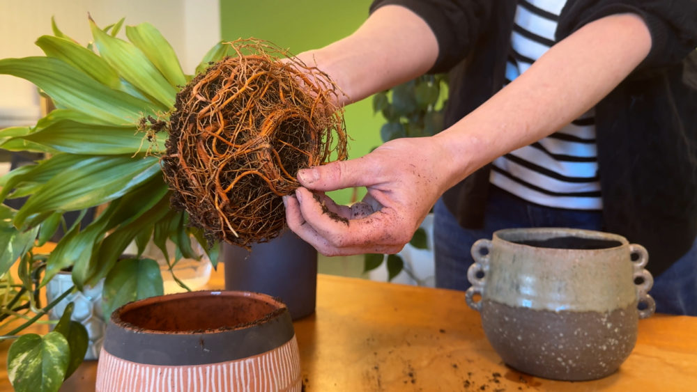 Omplantning af stueplante med Champost Pottemuld