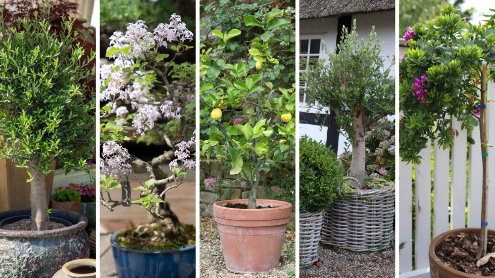 Gode træer til krukker