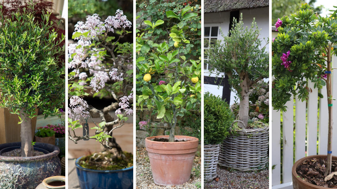 Gode træer til krukker