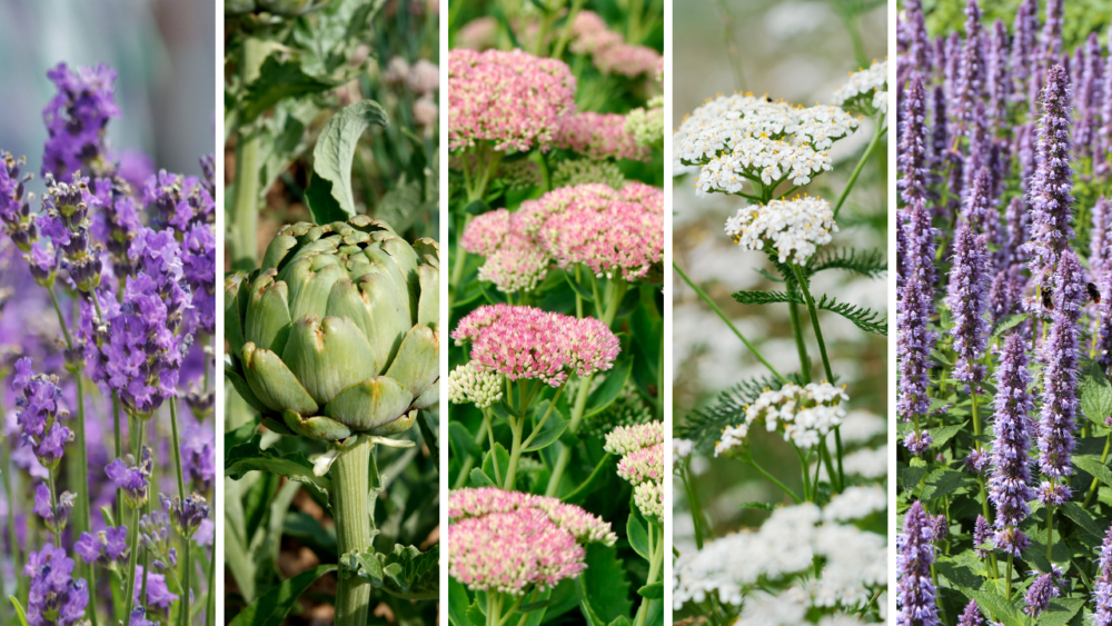 tørketålende planter