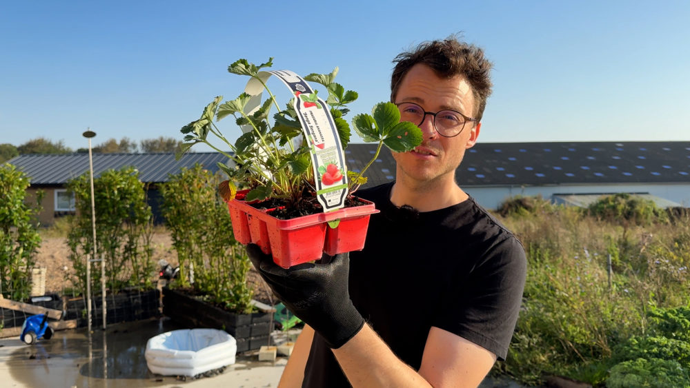 Henrik fra Champost planter jordbærplanter i et nyt jordbærbed