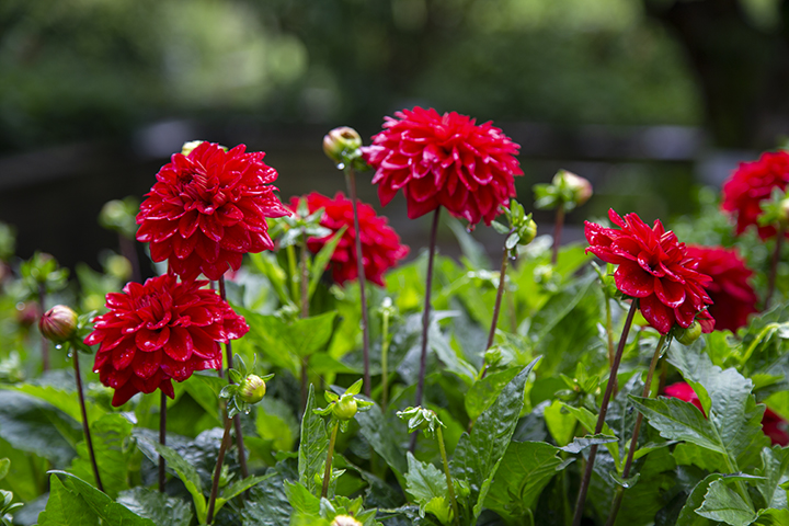 Rød dahlia i fuld blomst i sensommerlys